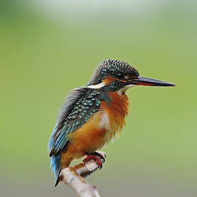 포토 JPG 해외이미지 동물 야생동물 백그라운드 날개 자연 조류 낚시 어류 사람없음 물 강 환경 나뭇가지 관찰 깃털 생물학 물총새 생태학 이국적 해외202004 해외포토 자연요소 나무 교육 모션 레저 수중동물 생태계 파일형식 이미지허브