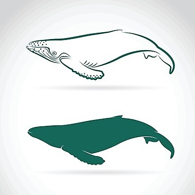 EPS 해외이미지 일러스트 사람없음 초록색 심볼 라인아트 고래 해외202004 해외일러스트 선 컬러 포유류 수중동물 파일형식 벡터 이미지허브