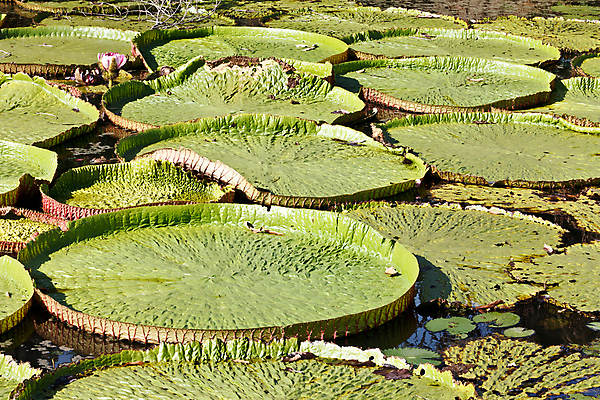 포토 JPG 해외이미지 식물 꽃잎 꽃 백그라운드 잎 꽃무늬 자연 사람없음 물 컬러풀 정원 벚꽃 연못 해외202004 해외포토 자연요소 컬러 무늬 생태계 파일형식 이미지허브