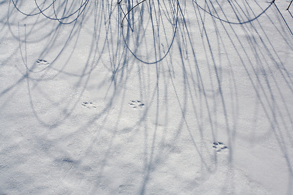 포토 JPG 해외이미지 호수 겨울 곡선 자연 바람 갈대 그림자 사람없음 냉동 얼음 회색 추위 흰색 습지 인쇄 트랙 제설기 해외202004 해외포토 자연요소 식물 계절 선 컬러 날씨 생태계 제설 파일형식 이미지허브