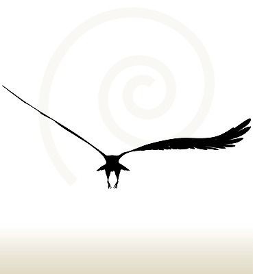 EPS 해외이미지 클립아트 동물 실루엣 야생동물 일러스트 자연 조류 검은색 심볼 독수리 참새 미국문화 애국심 착륙 해외202004 해외일러스트 컬러 촬영기법 생태계 서양문화 파일형식 벡터 이미지허브