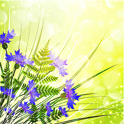 EPS 해외이미지 식물 꽃 꽃다발 꽃무늬 일러스트 자연 초록색 여름 정원 봄 들꽃 벚꽃 다발 내추럴 수레국화 양치류 해외202004 해외일러스트 계절 컬러 무늬 생태계 파일형식 벡터 이미지허브