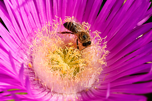 포토 JPG 해외이미지 식물 1 꽃잎 꽃 야생동물 곤충 자연 사람없음 야외 정원 모임 벚꽃 잡기 업무 꿀벌 작음 수분 벌 수집 묘사 싱글 바쁨 꽃가루 꿀 수유 영양분 해외202004 해외포토 동물 모션 작업 벌_곤충 크기 가루 생태계 파일형식 이미지허브