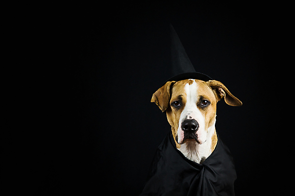 포토 JPG 해외이미지 동물 배너 포스터 백그라운드 휴가 사람없음 반려동물 검은색 어둠 할로윈 마법사 축하 개 강아지 작음 마녀 옷입기 엽서 초대 마법 나쁜 고립 해외202004 해외포토 컬러 컨셉 포유류 모션 크기 편지 파일형식 이미지허브