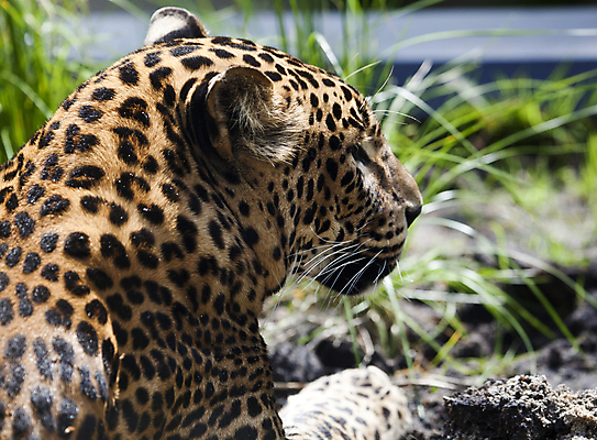 포토 JPG 해외이미지 동물 응시 얼굴 야생동물 포유류 자연 생물 수염 털 동물원 사람없음 야외 반려동물 컬러풀 평화 검은색 고양이 힘 줄무늬 흰색 점 황금 우아함 큼 결심 코 귀 육식동물 표범 노려봄 동물상 리갈 발톱 웅장함 해외202004 해외포토 시선 컬러 컨셉 무늬 발 표정 신체부위 조형물 크기 생태계 파일형식 이미지허브