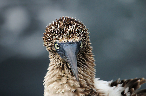 포토 JPG 해외이미지 동물 남자 야생동물 바다 섬 발 자연 조류 서기 성인 사람없음 파란색 머리 남아메리카 닫기 깃털 싱글 부리 에콰도르 갈라파고스 양발 전국 특별함 해외202004 해외포토 컬러 컨셉 모션 아메리카 사람 신체부위 생태계 파일형식 이미지허브