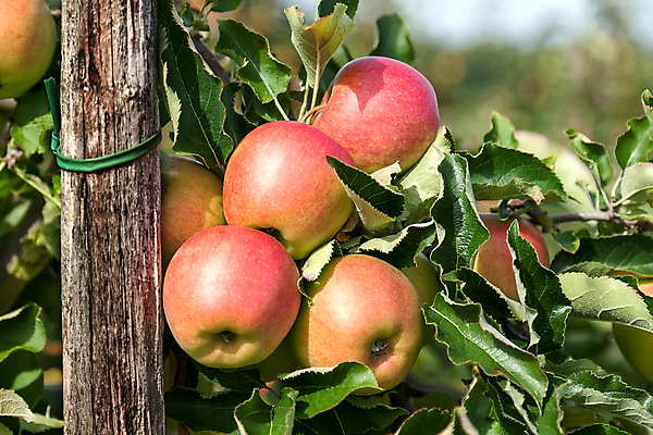 포토 JPG 해외이미지 나무 라이프스타일 계절 음식 줄기 잎 농업 과일 건강 사람없음 야외 빨간색 초록색 여름 빛 태양 농장 정원 수확 가을 나뭇가지 신선 달콤 맛 사과 과수원 묶기 유기농 내추럴 숙성 지원 해외202004 해외포토 자연요소 식물 웰빙 산업 컬러 컨셉 모션 생활 파일형식 이미지허브