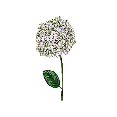 EPS 해외이미지 식물 디자인 꽃 선 줄기 꽃다발 백그라운드 잎 꽃무늬 일러스트 자연 미술 그래픽 장식 초록색 여름 정원 보라색 봄 벚꽃 흰색 나뭇가지 신용카드 우아함 인쇄 스케치 허브 제비꽃 그림 부드러움 고립 구성 디테일 해외202004 해외일러스트 나무 계절 컬러 컨셉 무늬 문화예술 금융 감각 생태계 파일형식 벡터 이미지허브