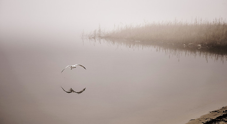 포토 JPG 해외이미지 동물 응시 야생동물 캐나다 날개 자연 갈매기 조류 아침 사람없음 야외 물 평화 수영 침묵 회색 젖음 촉촉함 추위 안개 가을 신선 황무지 우아함 먹이 가재 11월 먹기 깃털 속도 검색 사냥 내추럴 해외202004 해외포토 주간 자연요소 시선 계절 컬러 컨셉 북아메리카 모션 날씨 갑각류 소리 수상스포츠 날짜 생태계 파일형식 이미지허브