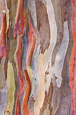 포토 JPG 해외이미지 나무 백그라운드 자연 사람없음 목재 갈색 껍질 피부 질감 나무껍질 내추럴 옛날 유칼립투스 해외202004 해외포토 식물 컬러 재료 신체부위 생태계 파일형식 이미지허브