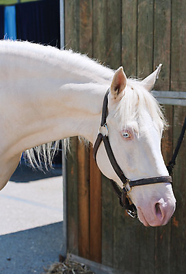 포토 JPG 해외이미지 동물 1 남자 감정 밭 포유류 모션 자연 사람없음 야외 가로 빨간색 초록색 빛 달리기 농장 갈색 머리 검은색 어둠 힘 일몰 회색 자유 흰색 만 승마 황금 속도 호기심 갈기 고립 무료 해외202004 해외포토 스포츠 컬러 컨셉 농업 사람 신체부위 노을 생태계 파일형식 이미지허브