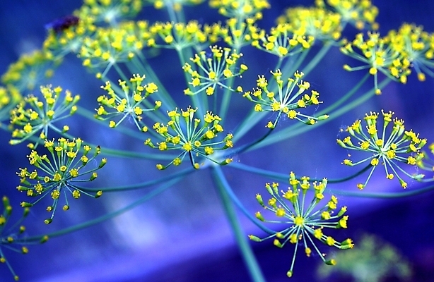 포토 JPG 해외이미지 식물 계절 꽃 음식 줄기 백그라운드 잎 꽃무늬 농업 다이어트 채소 재료 자연 건강 사람없음 야외 초록색 빛 햇빛 노란색 머리 정원 봄 성장 벚꽃 나뭇가지 신선 양념 개화 맛 허브 향신료 유기농 원예 날것 내추럴 딜 채식주의자 해외202004 해외포토 나무 웰빙 산업 컬러 컨셉 무늬 취미 신체부위 태양 생태계 채식 향미료 파일형식 이미지허브