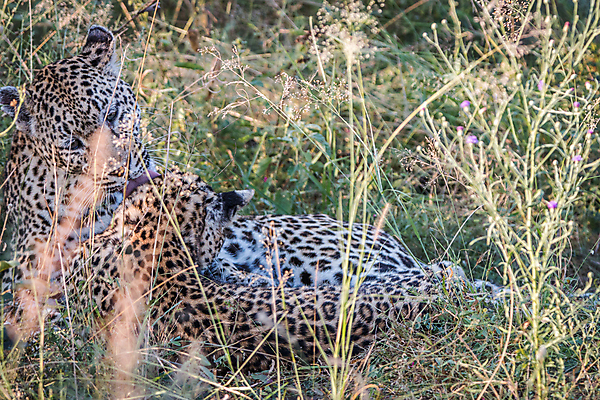 포토 JPG 해외이미지 동물 척추동물 응시 공원 야생동물 새끼 여행 포유류 아프리카 자연 친절 털 사람없음 야외 환경 고양이 힘 행성 운전 게임 황무지 보호 위험 큼 모피 심볼 사파리 속도 육식동물 사냥꾼 표범 내추럴 사바나 전국 해외202004 해외포토 직업 시선 공공시설 나라 컨셉 모션 놀이 반려동물 우주 크기 생태계 파일형식 이미지허브