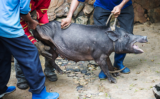 포토 JPG 해외이미지 동물 남자 도로 야생동물 음식 태국 들기 소년 사람없음 힘 잡기 돼지 그룹 사냥 봉 사냥꾼 멧돼지 고문 해외202004 해외포토 직업 아시아 길 어린이 포유류 교통시설 모션 사람 파일형식 이미지허브