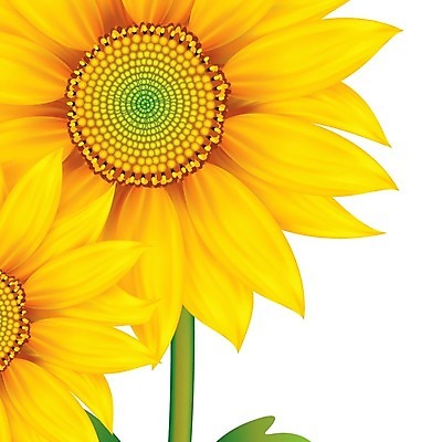 EPS 해외이미지 식물 디자인 꽃잎 꽃 분홍색 백그라운드 잎 꽃무늬 패턴 일러스트 자연 엄마 추상 미술 그래픽 장식 여름 유행 정원 봄 수확 벚꽃 하트 축하 인사 신용카드 화려 인쇄 그림 유기농 엽서 초대 공상 엘리먼트 해외202004 해외일러스트 모양 웰빙 계절 컬러 컨셉 무늬 농업 가족 문화예술 금융 예절 편지 생태계 파일형식 벡터 이미지허브