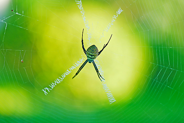 포토 JPG 해외이미지 식물 곤충 자연 사람없음 초록색 환경 다양 거미 생태학 해외202004 해외포토 동물 교육 컬러 다수 생태계 파일형식 이미지허브