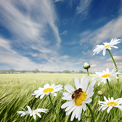 포토 JPG 해외이미지 식물 구름 꽃 꽃무늬 밭 자연 하늘 풍경 사람없음 여름 농작물 농경지 들꽃 벚꽃 시골 꿀벌 벌 데이지 해외202004 해외포토 자연요소 계절 곤충 무늬 농업 농장 벌_곤충 생태계 파일형식 이미지허브
