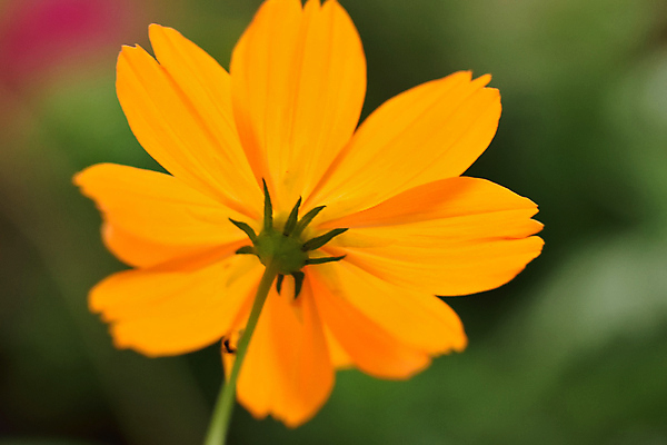 포토 JPG 해외이미지 식물 계절 꽃잎 꽃 백그라운드 잎 꽃무늬 오렌지 자연 사람없음 초록색 여름 컬러풀 노란색 정원 봄 벚꽃 신선 개화 묘사 코스모스 원예 질감 자연백그라운드 꽃가루 내추럴 해외202004 해외포토 컬러 무늬 과일 취미 가루 생태계 파일형식 이미지허브