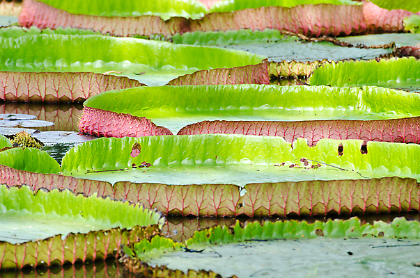 포토 JPG 해외이미지 식물 계절 꽃 종교 선 백그라운드 잎 패턴 자연 휴식 사람없음 야외 초록색 물 컬러풀 평화 환경 정원 젖음 벚꽃 연못 개화 우아함 닫기 떨어짐 묘사 명상 싱글 내추럴 이국적 해외202004 해외포토 자연요소 컬러 컨셉 무늬 모션 생태계 파일형식 이미지허브