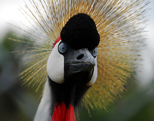 포토 JPG 해외이미지 동물 야생동물 아프리카 자연 조류 사람없음 회색 숲 깃털 기중기 동물상 해외202004 해외포토 나라 컬러 조형물 중장비 생태계 파일형식 이미지허브