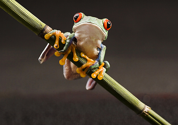 포토 JPG 해외이미지 한마리 야생동물 실내 매달리기 양서류 사람없음 청개구리 잎줄기 갈색배경 해외202004 해외포토 동물 1 줄기 백그라운드 모션 개구리 내부 갈색 파일형식 이미지허브