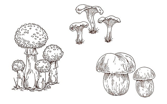 EPS 해외이미지 식물 디자인 계절 오렌지 일러스트 재료 자연 여름 갈색 버섯 가을 흰색 신선 숲 유기농 날것 윤곽 내추럴 고립 곰팡이 그물버섯 식용 채식주의자 캡모자 해외202004 해외일러스트 모자_잡화 웰빙 컬러 과일 생태계 채식 파일형식 벡터 이미지허브