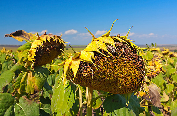 포토 JPG 해외이미지 식물 꽃잎 꽃 백그라운드 자연 해바라기 씨앗 사람없음 노란색 그림 해외202004 해외포토 컬러 생태계 파일형식 이미지허브