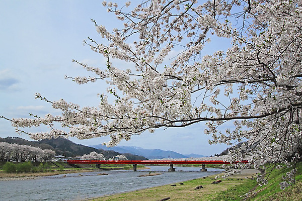 포토 JPG 해외이미지 나무 계절 꽃 아시아 분홍색 과학 잎 꽃무늬 자연 사람없음 야외 일본 맑음 봄 벚꽃 체리 유기농 내추럴 해외202004 해외포토 식물 웰빙 나라 컬러 무늬 과일 날씨 생태계 파일형식 이미지허브