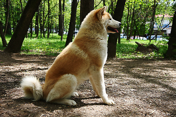 포토 JPG 해외이미지 동물 포즈 자연 사람없음 반려동물 일본 힘 용기 자신감 개 근육질 기르기 지능 힘찬 해외202004 해외포토 그릇 감정 아시아 컨셉 포유류 근육 몸매 생태계 돌봄 파일형식 이미지허브