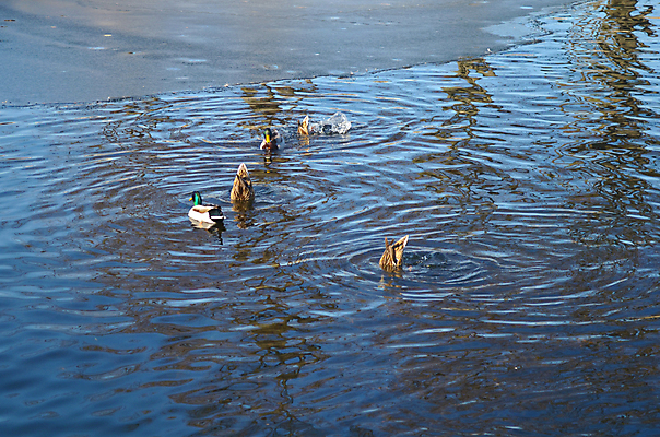 포토 JPG 해외이미지 동물 라이프스타일 호수 어린이 가족 자연 조류 엄마 오리 풍경 사람없음 아웃포커스 세로 물 파란색 강 컬러풀 수영 자녀 연못 깃털 부리 우크라이나 카피스페이스 해외202004 해외포토 자연요소 유럽 컬러 관계 촬영기법 사람 생활 공백 수상스포츠 생태계 파일형식 이미지허브