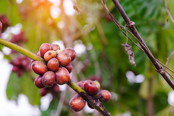 포토 JPG 해외이미지 나무 식물 열매 꽃 산업 아시아 커피 음료 음식 여행 잎 밭 농업 과일 자연 콩 씨앗 사람없음 빨간색 초록색 농장 일몰 카페 원두 수확 성장 나뭇가지 신선 뜨거움 낟알 굽기 유기농 날것 아로마 발리 에스프레소 깊이 밭일 생태학 숙성 아라비카 카페인 해외202004 해외포토 웰빙 교육 나라 컬러 섬 곡류 노을 상점 구이 생태계 인도네시아 파일형식 이미지허브