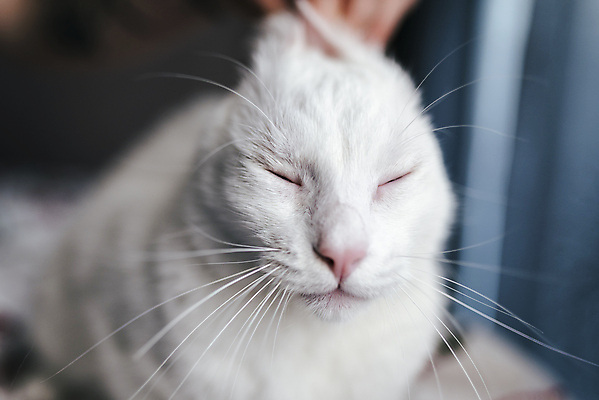 포토 JPG 해외이미지 동물 척추동물 응시 얼굴 자연 휴식 수염 주택 털 실내 서기 사람없음 반려동물 귀여움 고양이 가축 우정 흰색 닫기 모피 동반자 안락 해외202004 해외포토 시선 컬러 컨셉 포유류 모션 내부 건물 신체부위 친구 생태계 파일형식 이미지허브