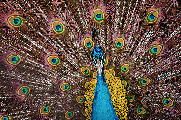 포토 JPG 해외이미지 동물 남자 야생동물 백그라운드 패턴 날개 자연 조류 사람없음 장식 초록색 파란색 컬러풀 머리 활발 펼침 의식 우아함 공작 깃털 묘사 즐거움 질감 꼬리 부리 번짐 보여주기 동물상 터키석 해외202004 해외포토 감정 컬러 컨셉 무늬 모션 사람 신체부위 조형물 보석 생태계 파일형식 효과 이미지허브