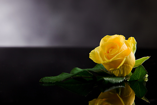 포토 JPG 해외이미지 식물 꽃잎 꽃 잎 자연 결혼식 사랑 사람없음 장미 우아함 닫기 해외202004 해외포토 감정 결혼 컨셉 모션 생태계 파일형식 이미지허브