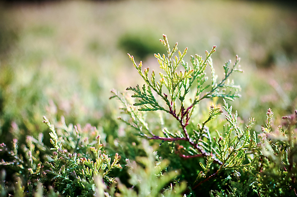 포토 JPG 해외이미지 나무 식물 계절 공원 백그라운드 잎 패턴 자연 추상 프레임 사람없음 야외 장식 초록색 울타리 환경 정원 웹 나뭇가지 신선 소나무 화려 G 관목 묘사 유기농 원예 질감 상록수 침엽수 내추럴 해외202004 해외포토 웰빙 알파벳 공공시설 컬러 컨셉 무늬 인터넷 취미 담장 생태계 파일형식 이미지허브