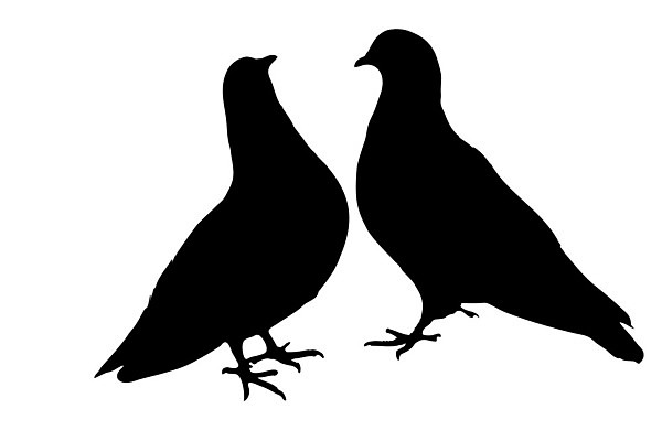 EPS 해외이미지 동물 디자인 커플 행복 실루엣 종교 포즈 백그라운드 2 일러스트 자연 조류 사랑 미술 평화 검은색 희망 자유 흰색 영혼 유혹 스케치 심볼 순수 사인 그림 비둘기 꼬리 클립 고립 단아함 땅바닥 무료 엘리먼트 천진난만 디테일 해외202004 해외일러스트 감정 컬러 컨셉 관계 문화예술 바닥 촬영기법 생태계 파일형식 벡터 이미지허브