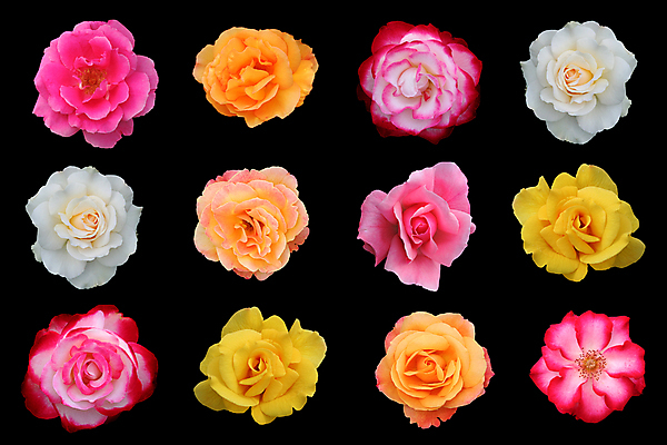 포토 JPG 해외이미지 꽃잎 꽃 분홍색 오렌지 사람없음 빨간색 컬러풀 장미 노란색 벚꽃 흰색 그룹 향기 향 고립 많음 해외202004 해외포토 식물 컬러 컨셉 과일 냄새 파일형식 이미지허브