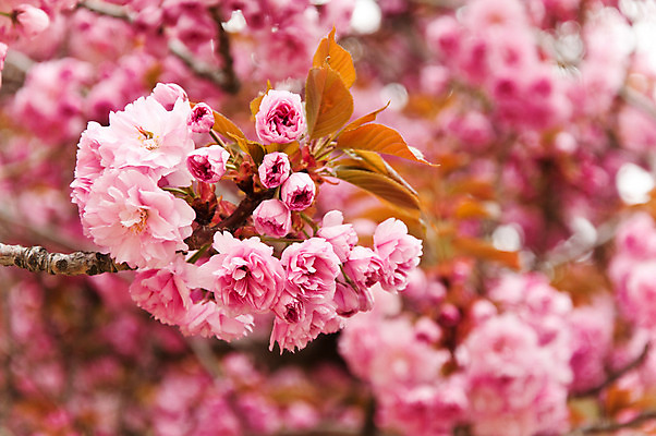 포토 JPG 해외이미지 식물 꽃잎 꽃 백그라운드 밭 자연 하늘 풍경 사람없음 야외 빨간색 초록색 여름 파란색 정원 봄 벚꽃 양귀비 내추럴 해외202004 해외포토 계절 컬러 농업 생태계 파일형식 이미지허브