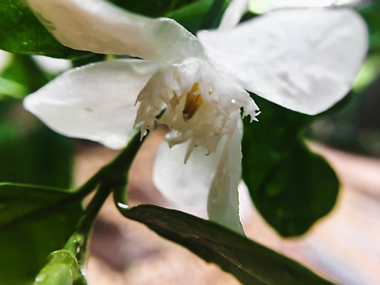 포토 JPG 해외이미지 나무 식물 꽃 백그라운드 잎 꽃무늬 자연 사람없음 야외 초록색 빛 태양 환경 정원 스파 봄 벚꽃 흰색 신선 라일락 내추럴 해외202004 해외포토 자연요소 계절 컬러 무늬 생태계 파일형식 이미지허브