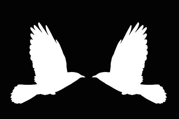 포토 JPG 해외이미지 동물 실루엣 야생동물 날개 일러스트 자연 조류 그림자 사람없음 검은색 흰색 깃털 사인 부리 까마귀 나쁜 고립 해외202004 해외포토 컬러 촬영기법 생태계 파일형식 이미지허브