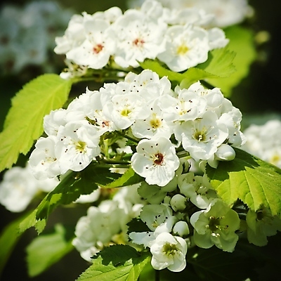 포토 JPG 해외이미지 나무 식물 꽃 꽃무늬 자연 추상 사람없음 봄 벚꽃 나뭇가지 신선 개화 체리 4월 순수 원예 해외202004 해외포토 계절 컨셉 무늬 과일 취미 날짜 생태계 파일형식 이미지허브