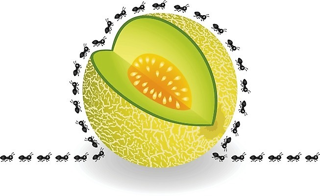 EPS 해외이미지 클립아트 식물 동물 음식 조각 곤충 과일 일러스트 자연 그래픽 여름 소풍 달콤 벌레 멜론 만화 먹기 개미 고립 동물상 침범 해외202004 해외일러스트 계절 모션 조형물 야외활동 맛 생태계 파일형식 벡터 이미지허브