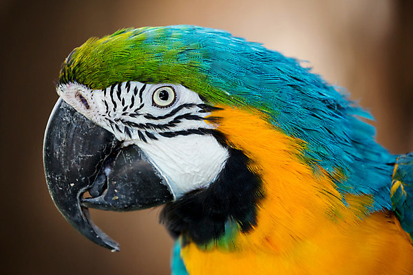 포토 JPG 해외이미지 응시 곡선 자연 조류 사람없음 옆모습 파란색 반려동물 노란색 머리 검은색 흰색 큼 피부 깃털 부리 앵무새 내추럴 경보 터키석 해외202004 해외포토 동물 시선 선 뷰포인트 컬러 신체부위 크기 보석 생태계 파일형식 이미지허브