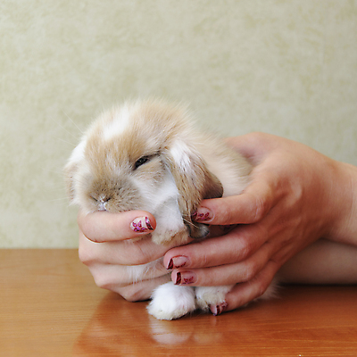 포토 JPG 해외이미지 동물 1 손 백그라운드 포유류 자연 사람없음 반려동물 농장 갈색 흰색 아기 토끼 유머 설치류 작음 귀 슛 솜털 난쟁이 고립 해외202004 해외포토 감정 컬러 농업 사람 신체부위 크기 생태계 파일형식 이미지허브