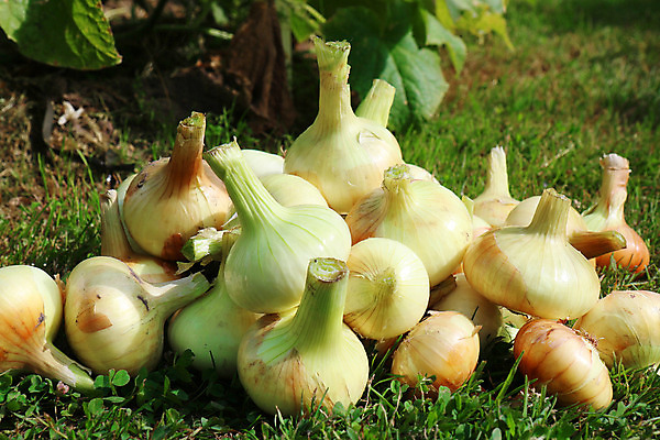 포토 JPG 해외이미지 식물 음식 백그라운드 채소 오렌지 재료 전구 양파 요리 사람없음 농작물 노란색 쌓기 샐러드 수확 껍질 흰색 신선 원형 양념 그룹 황금 맛 가득함 피부 향신료 오브젝트 유기농 날것 뿌리 향료 건강식 내추럴 숙성 채식주의자 해외202004 해외포토 도형 웰빙 컬러 컨셉 농업 과일 모션 신체부위 채식 향기 냄새 향미료 파일형식 이미지허브