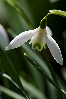 포토 JPG 해외이미지 식물 계절 꽃 줄기 잎 겨울 꽃무늬 자연 사람없음 야외 머리 정원 봄 벚꽃 묘사 헌병 해외202004 해외포토 무늬 신체부위 군인 생태계 파일형식 이미지허브