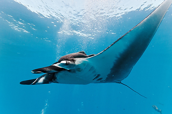 포토 JPG 해외이미지 동물 야생동물 바다 자연 멕시코 어류 사람없음 물 파란색 수중 광선 동물상 해외202004 해외포토 자연요소 컬러 북아메리카 조형물 수중동물 생태계 파일형식 이미지허브