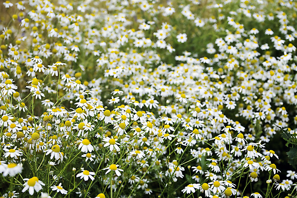 포토 JPG 해외이미지 식물 꽃잎 꽃 백그라운드 꽃무늬 밭 자연 잔디 사람없음 야외 초록색 노란색 정원 봄 들꽃 성장 흰색 신선 개화 6월 허브 순수 묘사 오브젝트 데이지 7월 내추럴 해외202004 해외포토 계절 컬러 컨셉 무늬 농업 날짜 생태계 파일형식 이미지허브