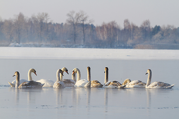 포토 JPG 해외이미지 동물 커플 계절 공원 아시아 호수 야생동물 겨울 오렌지 자연 조류 풍경 사람없음 야외 물 파란색 빛 강 머리 평화 일본 냉동 얼음 추위 흰색 연못 쌍 신용카드 그룹 우아함 군중 숲 시원함 먹기 깃털 홋카이도 서리 백조 부드러움 결백 많음 수평선 해외202004 해외포토 자연요소 공공시설 나라 컬러 컨셉 과일 관계 모션 사람 신체부위 금융 감각 생태계 파일형식 이미지허브