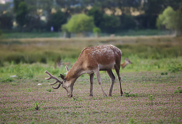 포토 JPG 해외이미지 동물 유럽 포유류 뿔 사람없음 맑음 스페인 방목 엘크 해외202004 해외포토 나라 날씨 축산업 파일형식 이미지허브